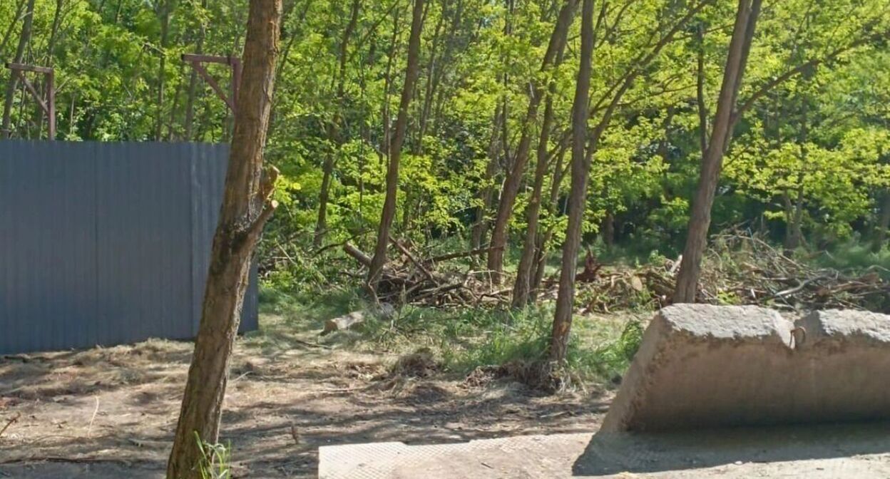 Вырубка деревьев в вековой роще в поселке Каяльском. Фото: https://rostovgazeta.ru/news/2025-06-16/nachalnika-mku-ugochs-poymali-na-vzyatke-v-rostovskoy-oblasti-5413298