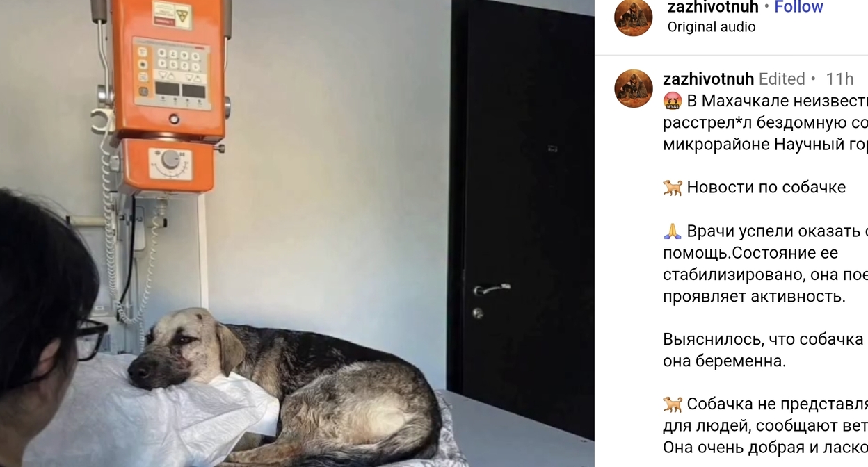 Собака, раненная в Махачкале. Скриншот публикации zazhivotnuh
 / Instagram*